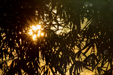 Black silhouette of bamboo leaves with floating light.の写真素材