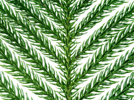 Close up of Norfolk Island Pine on white background. (Araucaria cookii)
