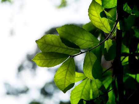 Silhouette Leaves in spring season.