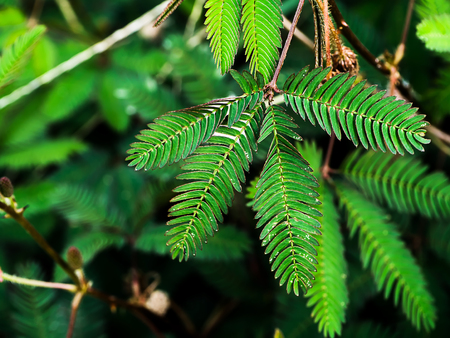 Sensitive plant  background. (mimosa pudica plant)