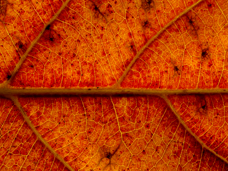 Close up fall leaf wallpaper.