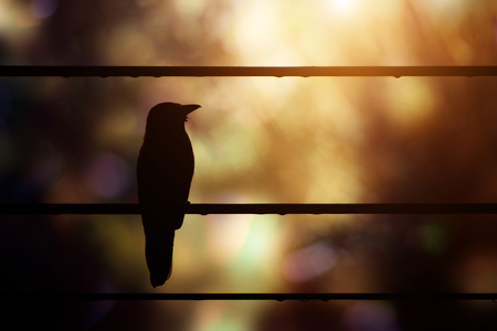 Black silhouette birds on the power cable with sunlight.