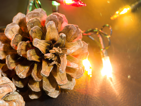 Pine cones with light.の写真素材