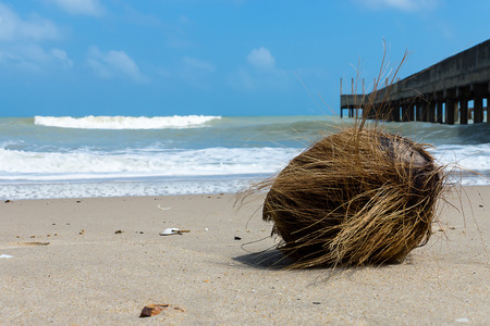 Old coconut on the beach.の写真素材