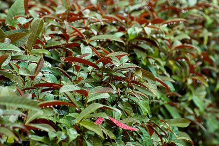 Picara tree with water drop in rain season. (Excoecaria cochinchinensis Lour)の写真素材