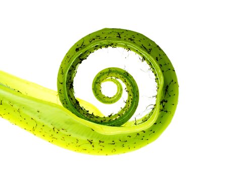 Close up of young Bird's nest fern leaves on white background. (Asplenium nidus)の写真素材
