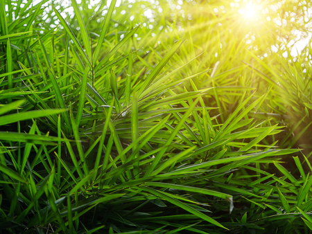 Green bamboo leaves with light.の写真素材
