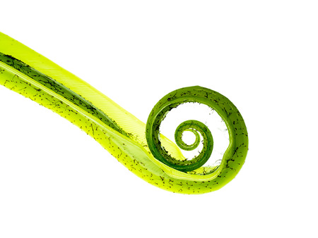 Close up of young Bird's nest fern leaves on white background. (Asplenium nidus)の写真素材