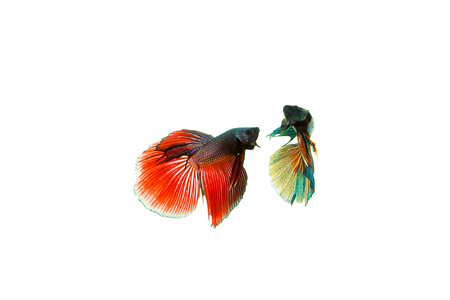 Siamese fighting fish (Betta splendens) on white background.の写真素材