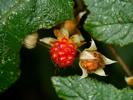 Orange Rubus alceifolius fruit
