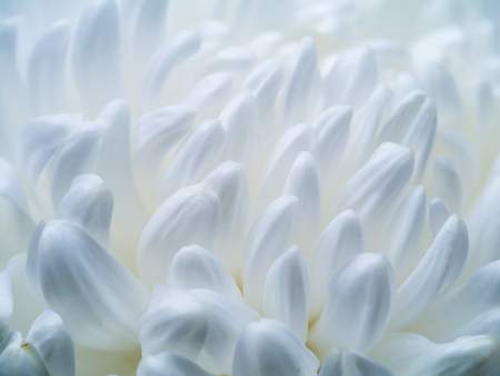 Close up of white Chrysanthemum  flower background. (Chrysanthemum monrifolium)の写真素材