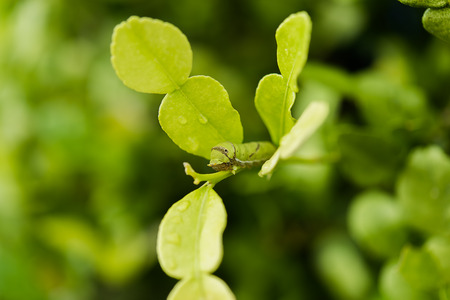 Young leaves of Porcupine Orange or Kiffir Lime  (Citrus hystrix) with Caterpillar on branch.