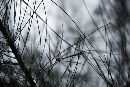 silhouette of pine leaves in rainy seasonの写真素材