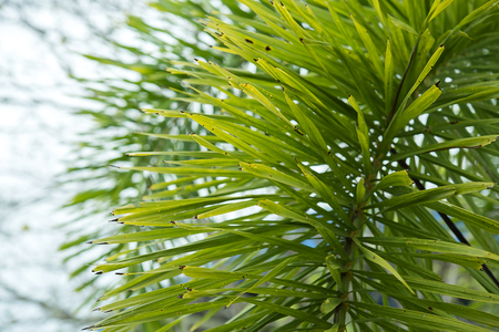 Close up of Foxtail Palm leaves (Wodyetia bifurcate A.K. Irvine).
