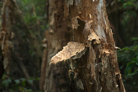 The bark of Paper bark tree or Milk wood. (Melaleuca cajuputi)の写真素材
