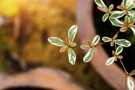 Ivory Coast almond leaves (Terminalia ivorensis)の写真素材