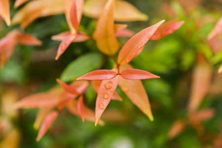 Close up young leaves of Australian Rose Apple tree or Brush Cherry, Creek Lily Pilly. (Syzygium...