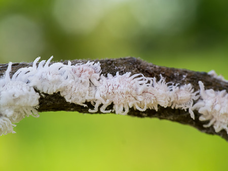 Mealy bug on branch. (Pseudococcus)の写真素材