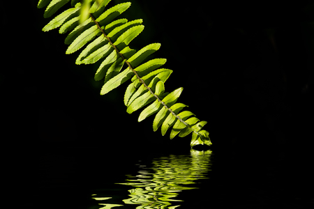 Close up fern leaf reflection on water with black background.の写真素材