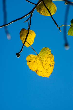 Yellow leaves on branches of the Bodhi tree with blue sky.の写真素材