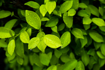 Lofty Fig tree with water drop on leaf in the rain season. (Ficus altissima Blume.)の写真素材