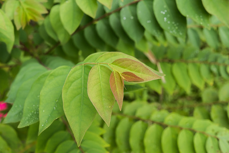 Star Gooseberry leaves. (Phyllanthus acidus)