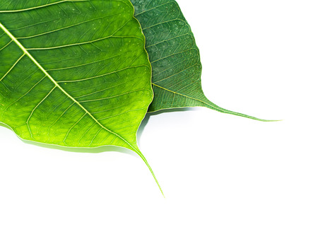 Green leaves of the Bodhi tree