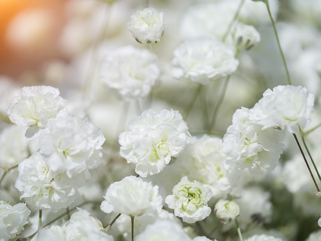 Close up of white gypsophila flower in the wedding day with sunlight. (Gypsophila paniculata)の写真素材