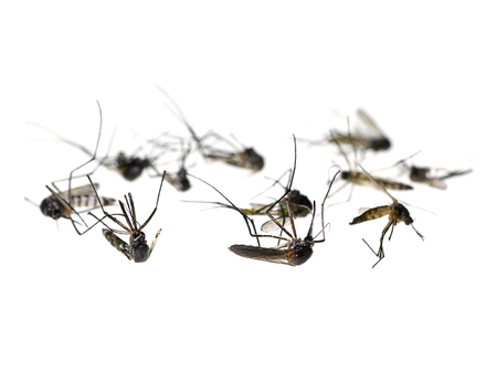 Mosquitoes are dying on the ground.の写真素材