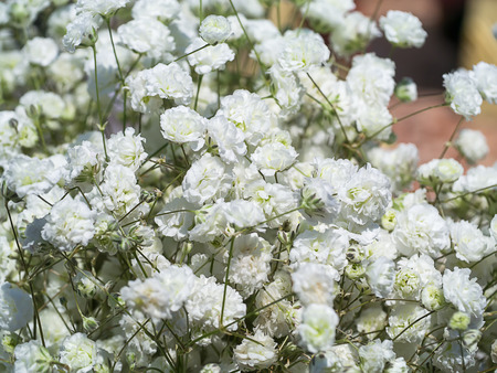 Close up of white gypsophila flower in the wedding day. (Gypsophila paniculata)の写真素材
