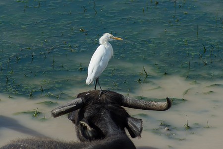White bird are stand on head of Water buffalo.の写真素材