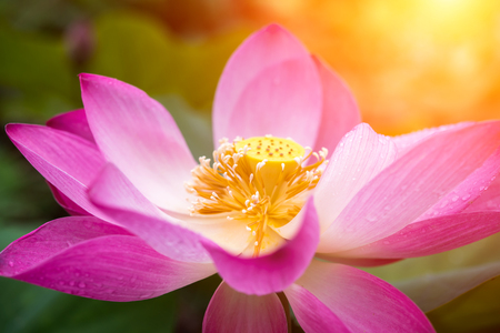 Close up pink lotus flower are blooming with sunlight.の写真素材