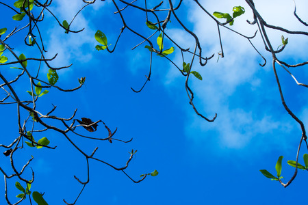 New leaves of Sea almond tree on branch with sky. (Terminalia catappa)の写真素材
