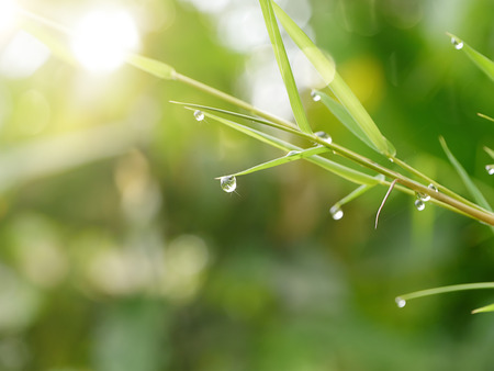 Soft light and Bamboo leaves with drop dew in the morning.の写真素材