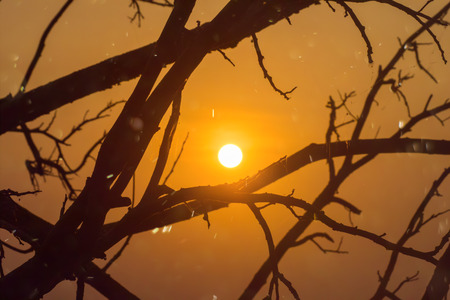 Silhouette tree branch with floating dust and sun.の写真素材