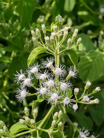 Close up Christmas bush flower. (Chromolaena odorata)