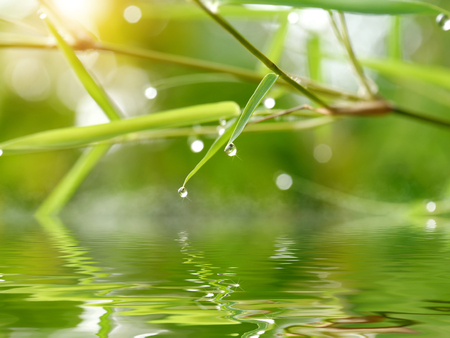 Reflection Bamboo leaves with drop dew in the morning.の写真素材