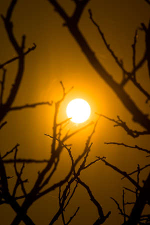 Silhouette tree branch with big sun in sunset sky.