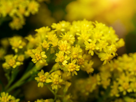 Close up of Solidago canadensis flower with sunlight.