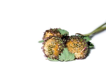 Close up of Brazil button seeds.