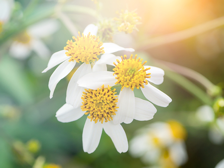 Close up of Bidens pilosa flower with light.
