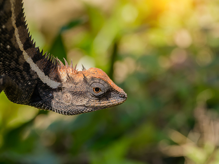 Close up a black lizard.