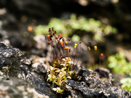 Dry Moss flower on the rock. (Velvet feather-moss)の写真素材