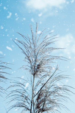 Flower grass with blue sky in winter season.の写真素材