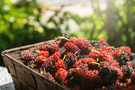 Red and black mulberry in the basket with light.の写真素材