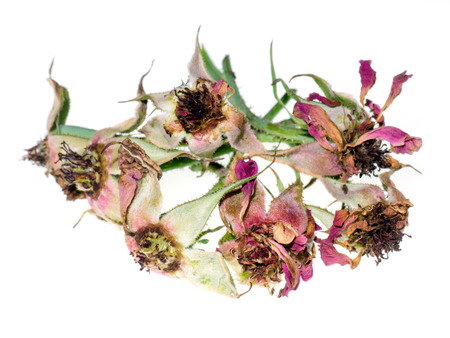 Close up of dry damask rose petals for rose tea on white background. (Rosa damascena Mill)の写真素材