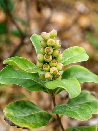 Close up of Vitex rotundifolia seeds.の写真素材