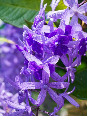 Close up of Purple Wreath â Sandpaper Vine flower background. (Petrea volubilis)の写真素材