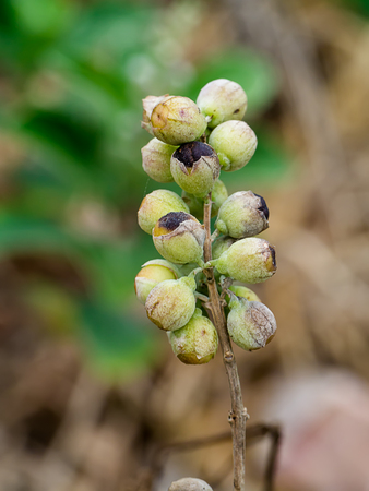 Close up of Vitex rotundifolia seeds.の写真素材