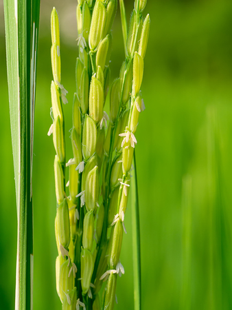 Close up of rice flower.の写真素材